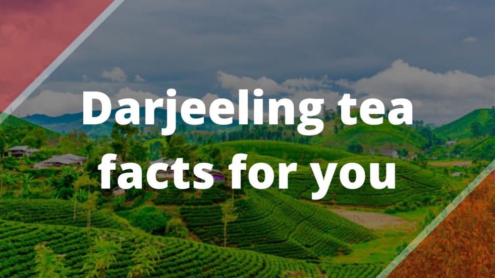 Best Darjeeling Tea Online India